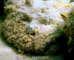 Stonefish sizing me up. Well camouflaged. by Andy Hamnett 